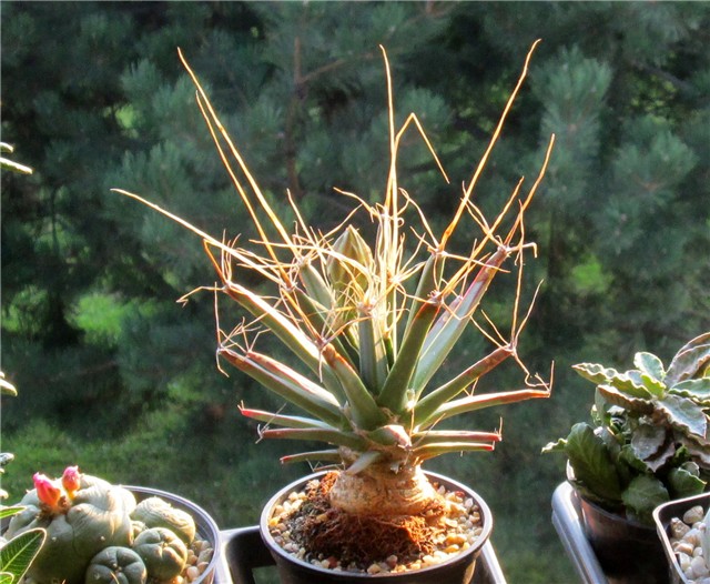Leuchtenbergia principis